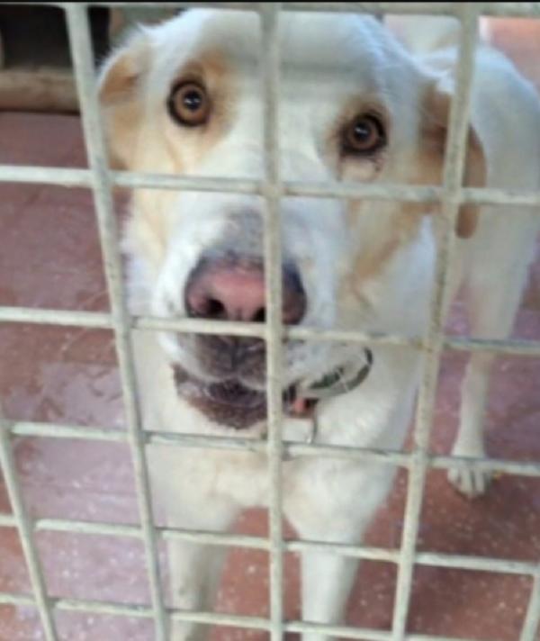 Mia simil Labrador adulta mollata dai padroni in canile.LAZIO Foto 3