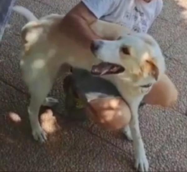 Mia simil Labrador adulta mollata dai padroni in canile.LAZIO Foto 4