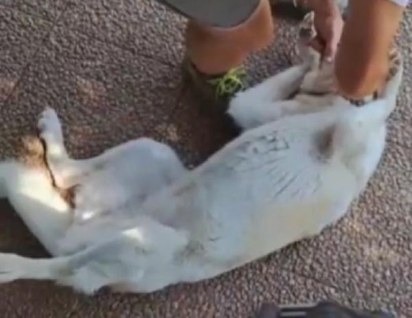 Mia simil Labrador adulta mollata dai padroni in canile.LAZIO Foto 5