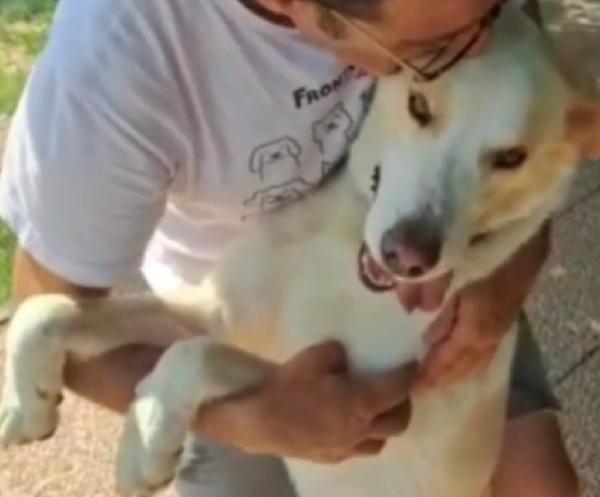 Mia simil Labrador adulta mollata dai padroni in canile.LAZIO Foto 6