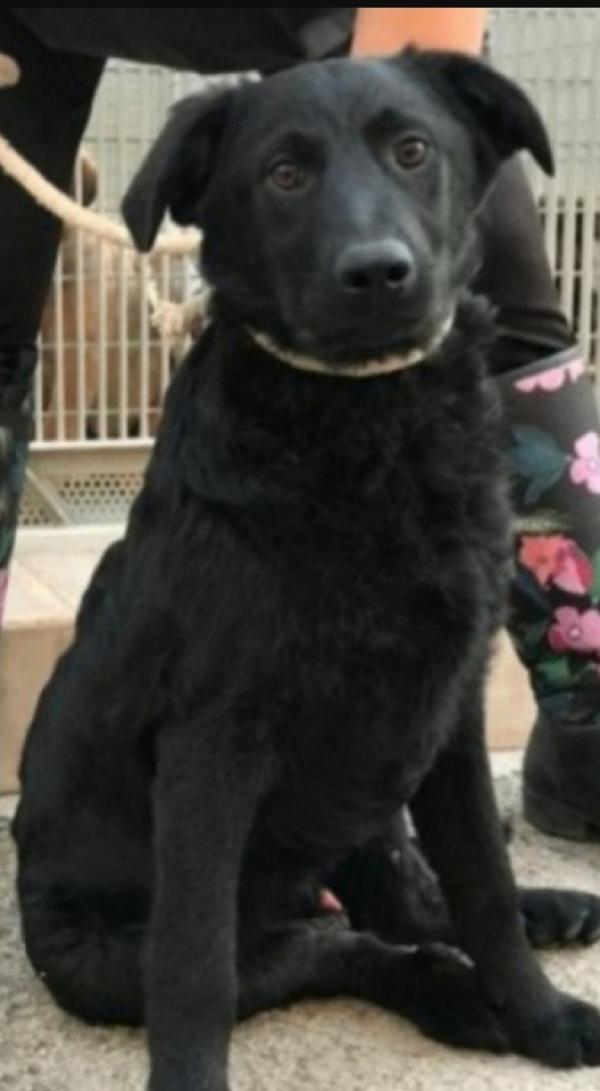 Benny Adulto Mix Labrador Nero Da Cucciolo In Box.puglia