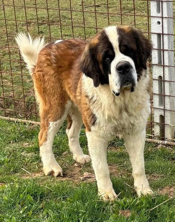 BOSCO - San Bernardo 3 anni e mezzo cerca casa - in adozione Foto 2