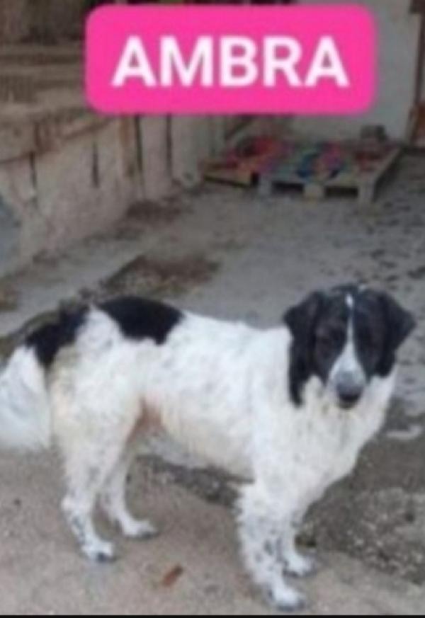 Ambra 5/6Anni Rimasta Sola!! Napoli