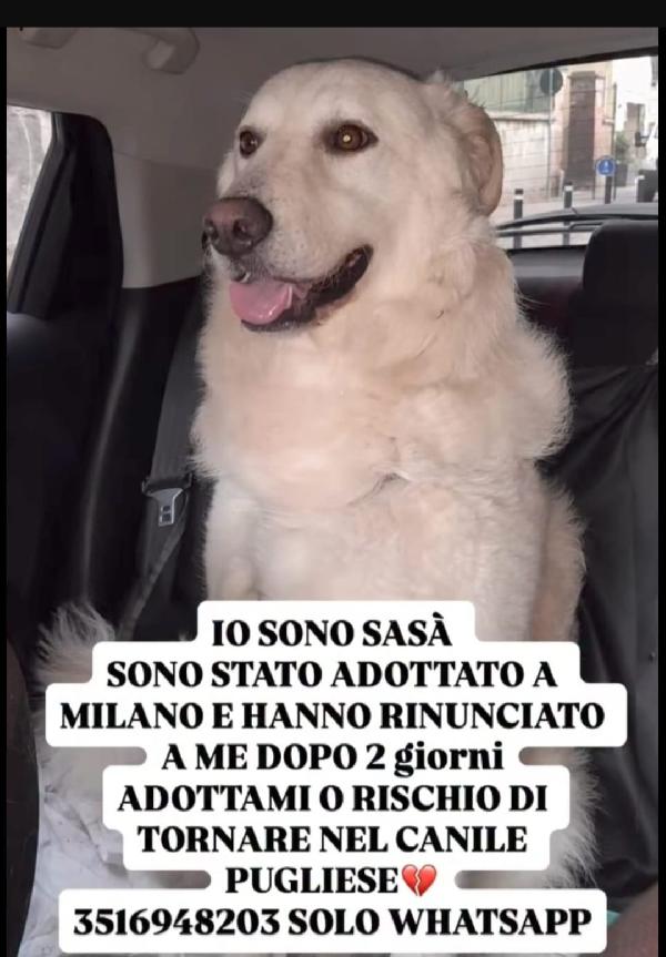 Sasa'4Anni Salito A Milano E Rifiutato!! Urgenteeee