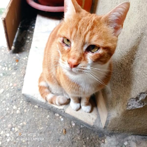 Max: Micio Rosso Di 4 Anni Cerca Famiglia