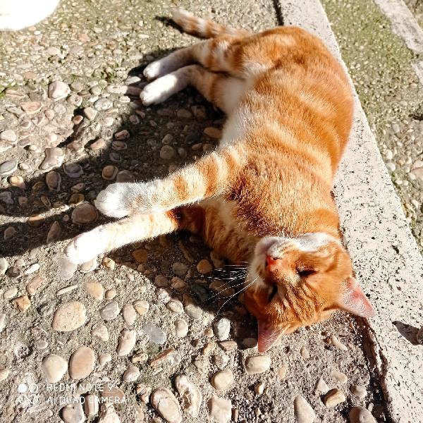 MAX: MICIO ROSSO DI 4 ANNI CERCA FAMIGLIA Foto 3