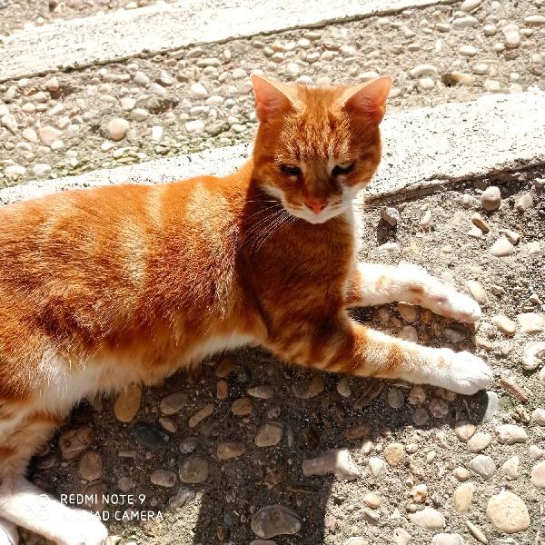 MAX: MICIO ROSSO DI 4 ANNI CERCA FAMIGLIA Foto 4