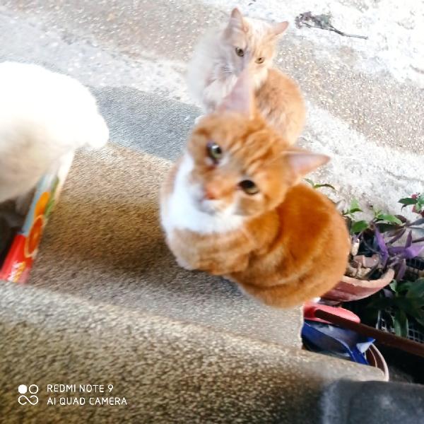 MAX: MICIO ROSSO DI 4 ANNI CERCA FAMIGLIA Foto 5