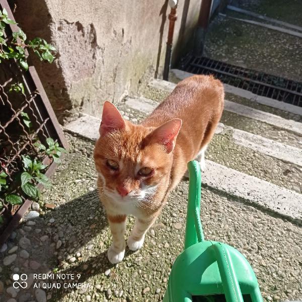 MAX: MICIO ROSSO DI 4 ANNI CERCA FAMIGLIA Foto 6