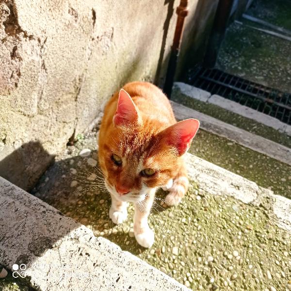 MAX: MICIO ROSSO DI 4 ANNI CERCA FAMIGLIA Foto 7