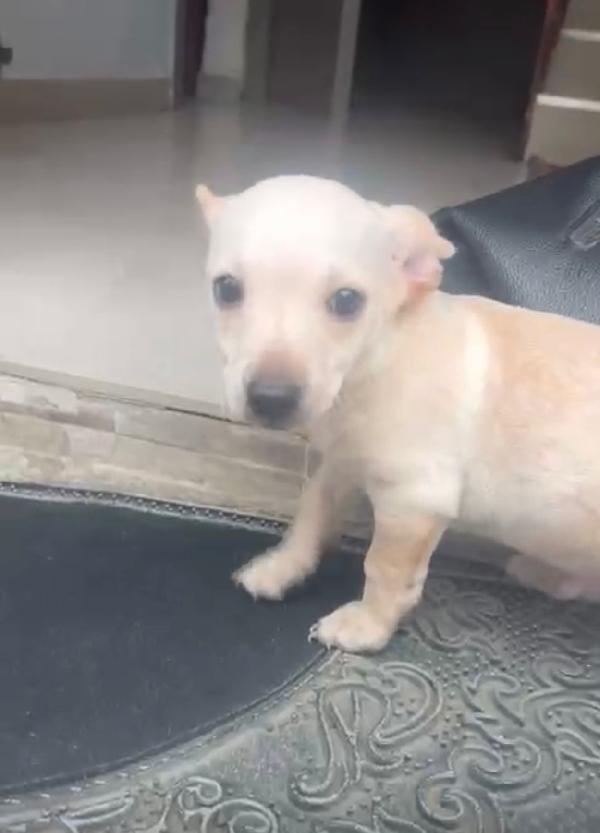 Fred bellissimo cucciolo taglia piccola  Foto 2