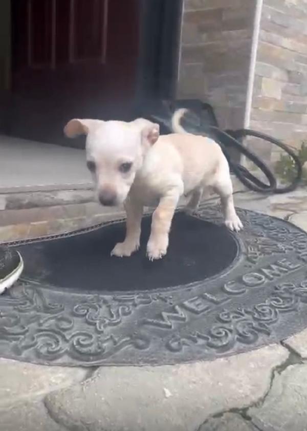 Fred bellissimo cucciolo taglia piccola  Foto 3