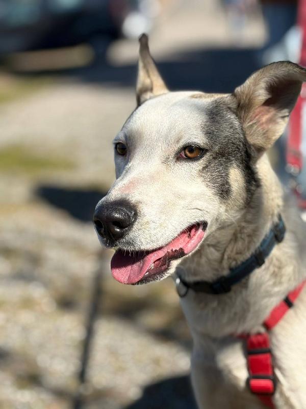 11mesi isolato da cucciolo al sud..salito a COMO  Foto 2