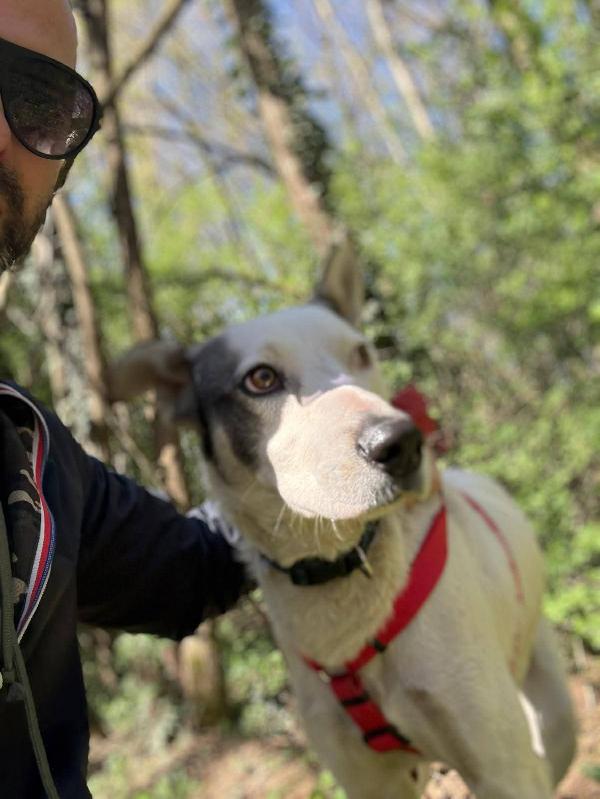 11mesi isolato da cucciolo al sud..salito a COMO  Foto 3