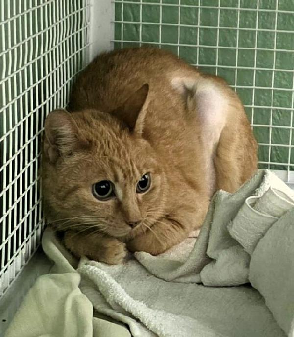 Regina Gattina Rossina