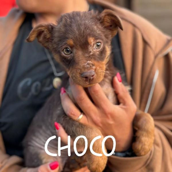 Choco Cucciolo 3 Mesi Taglia Medio Piccola Cerca Casa - In Adozione