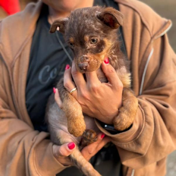CHOCO cucciolo 3 mesi taglia medio piccola cerca casa - in adozione Foto 2