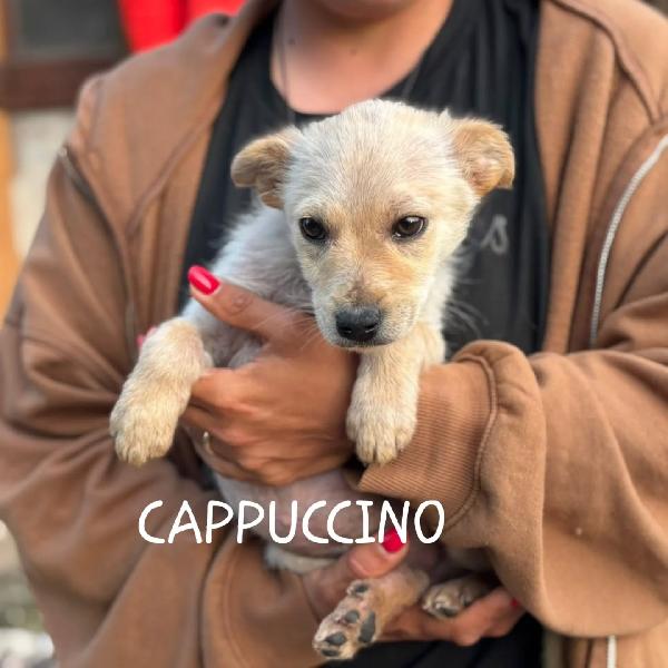 Cappuccino Dolce Cucciolo 3 Mesi Cerca Casa - Taglia Medio Piccola