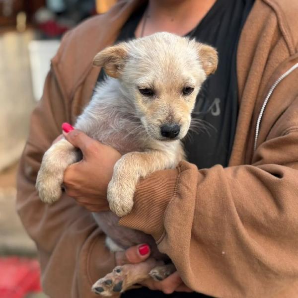 CAPPUCCINO dolce cucciolo 3 mesi cerca casa - taglia medio piccola Foto 2