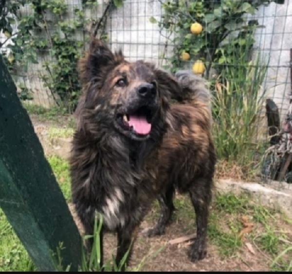 Mix Pastore Maculato Giovane Dal Balcone Al Canile