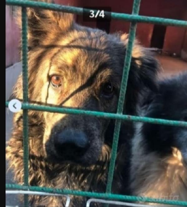 Mix Pastore maculato giovane dal balcone al canile Foto 2