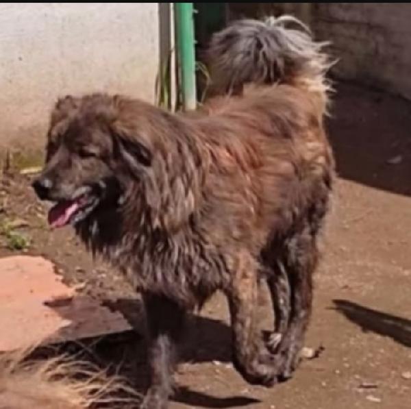 Mix Pastore maculato giovane dal balcone al canile Foto 3