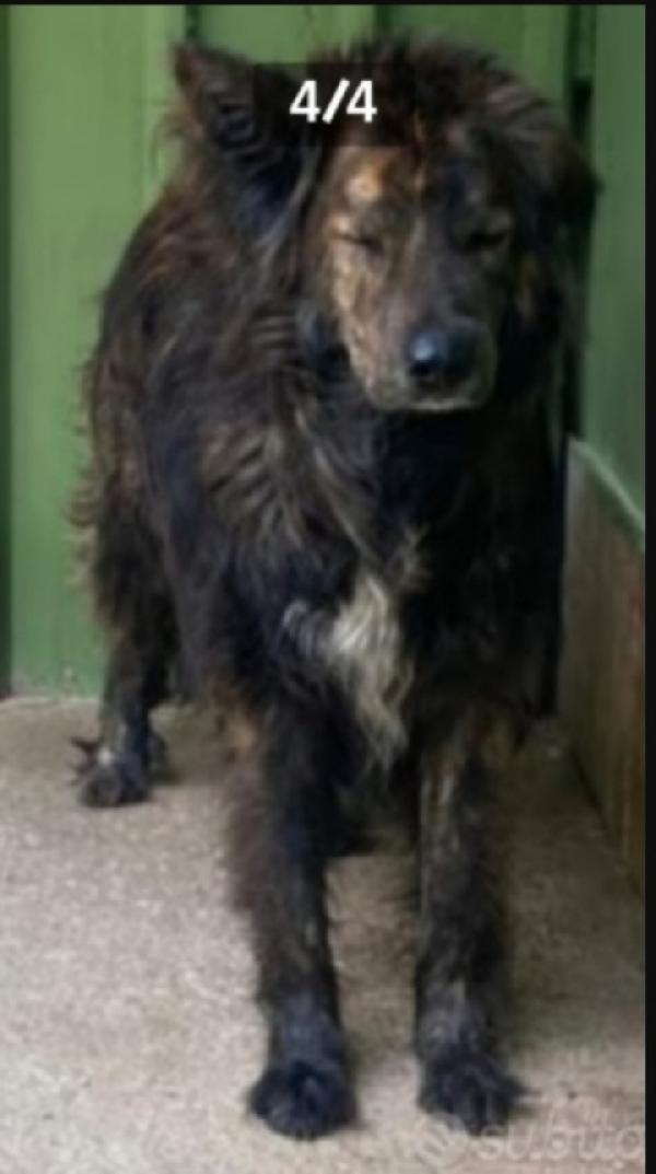 Mix Pastore maculato giovane dal balcone al canile Foto 4