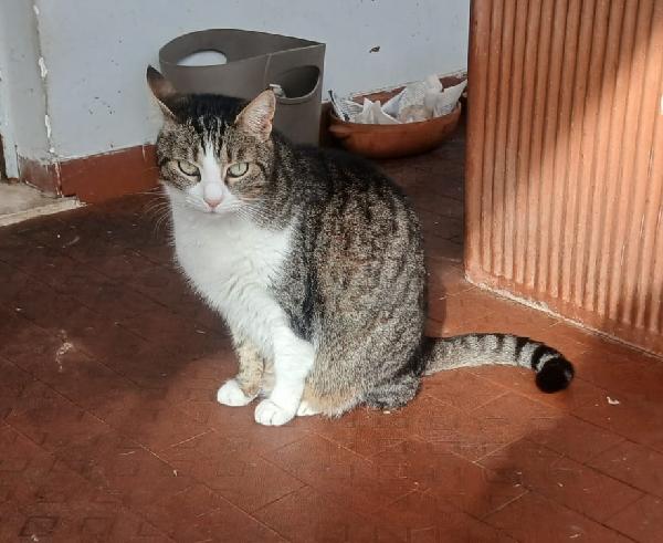 Lilla: Micia Di 7 Anni Cerca Famiglia