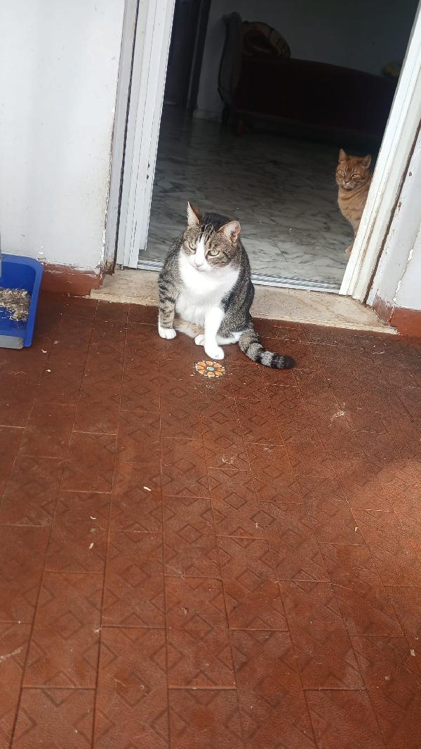 LILLA: MICIA DI 7 ANNI CERCA FAMIGLIA Foto 2