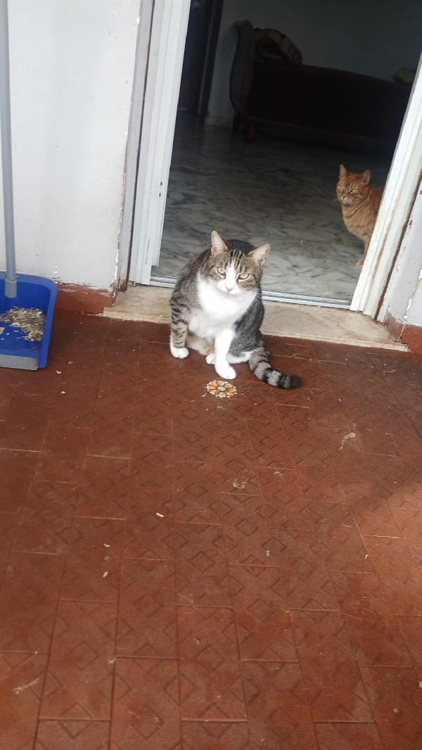 LILLA: MICIA DI 7 ANNI CERCA FAMIGLIA Foto 3