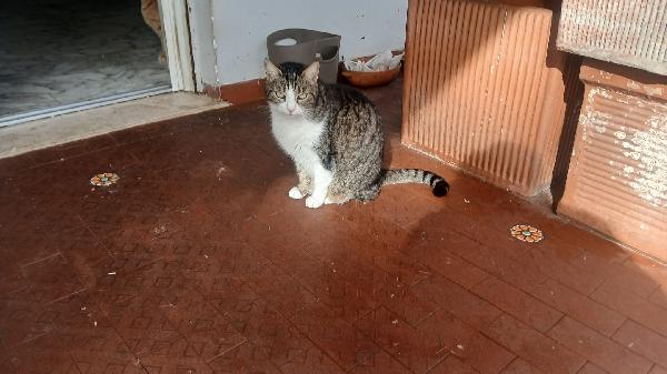 LILLA: MICIA DI 7 ANNI CERCA FAMIGLIA Foto 4