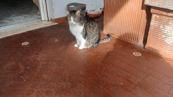 LILLA: MICIA DI 7 ANNI CERCA FAMIGLIA Foto 6