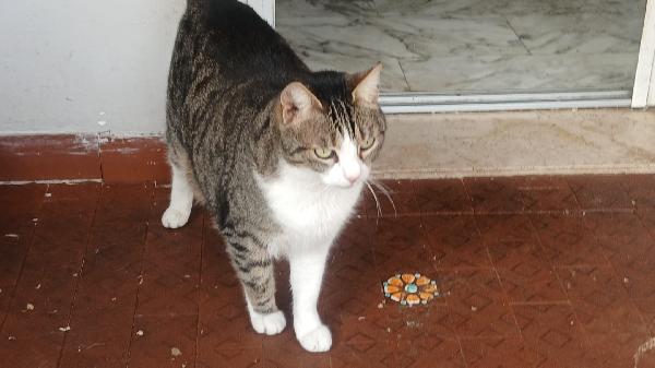 LILLA: MICIA DI 7 ANNI CERCA FAMIGLIA Foto 7