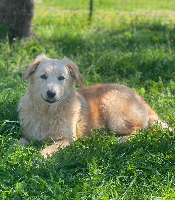 Aurora, Mix Golden 7 Mesi