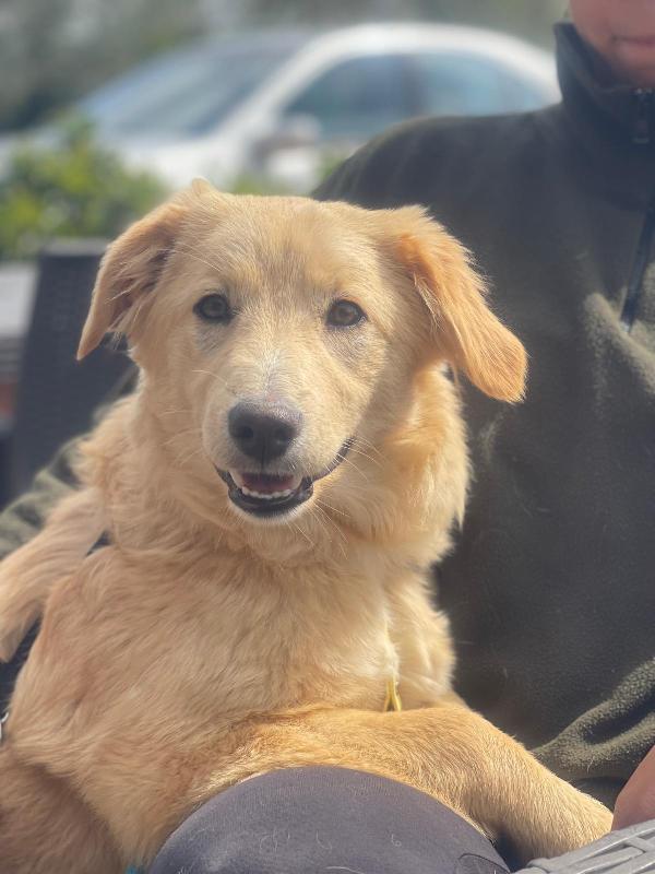 Aurora, mix golden 7 mesi Foto 3