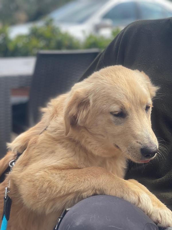 Aurora, mix golden 7 mesi Foto 4