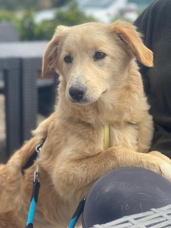 Aurora, mix golden 7 mesi Foto 5