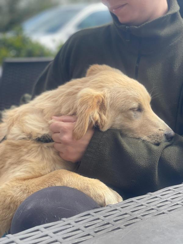 Aurora, mix golden 7 mesi Foto 6