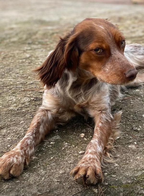 Bretoncina Cerca Casa 🏡 