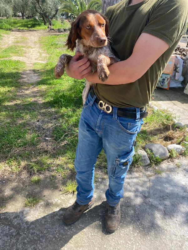 Bretoncina cerca casa 🏡  Foto 2