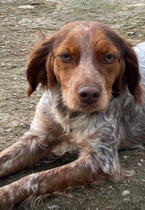 Bretoncina cerca casa 🏡  Foto 3