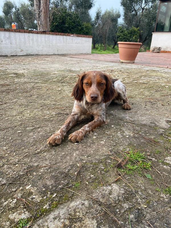 Bretoncina cerca casa 🏡  Foto 4