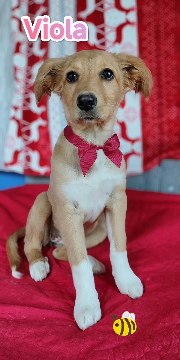 Viola Aspetta Te....