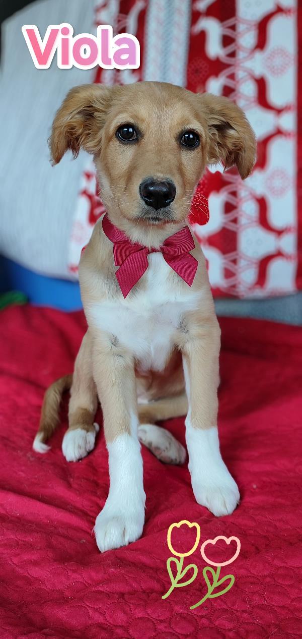 Viola aspetta te.... Foto 2