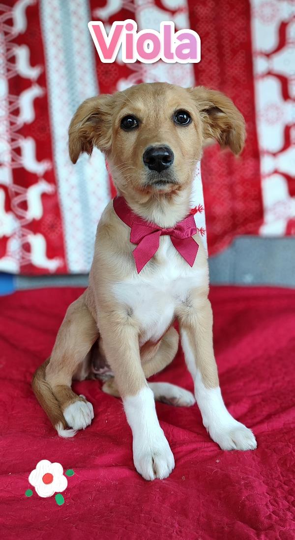 Viola aspetta te.... Foto 3