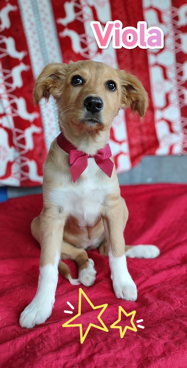 Viola aspetta te.... Foto 4