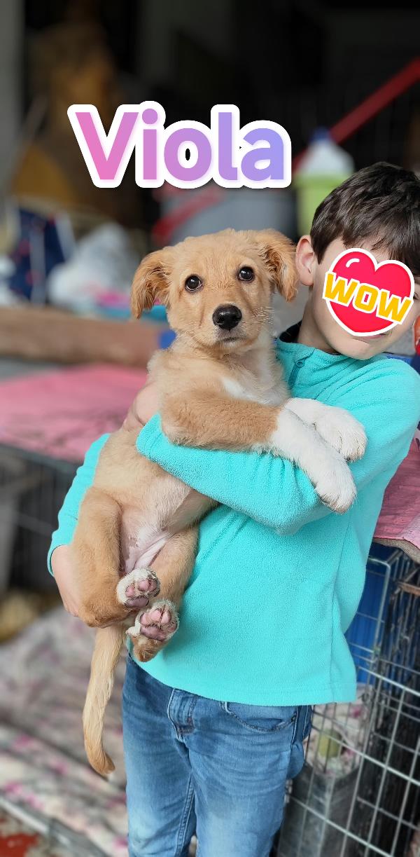 Viola aspetta te.... Foto 5