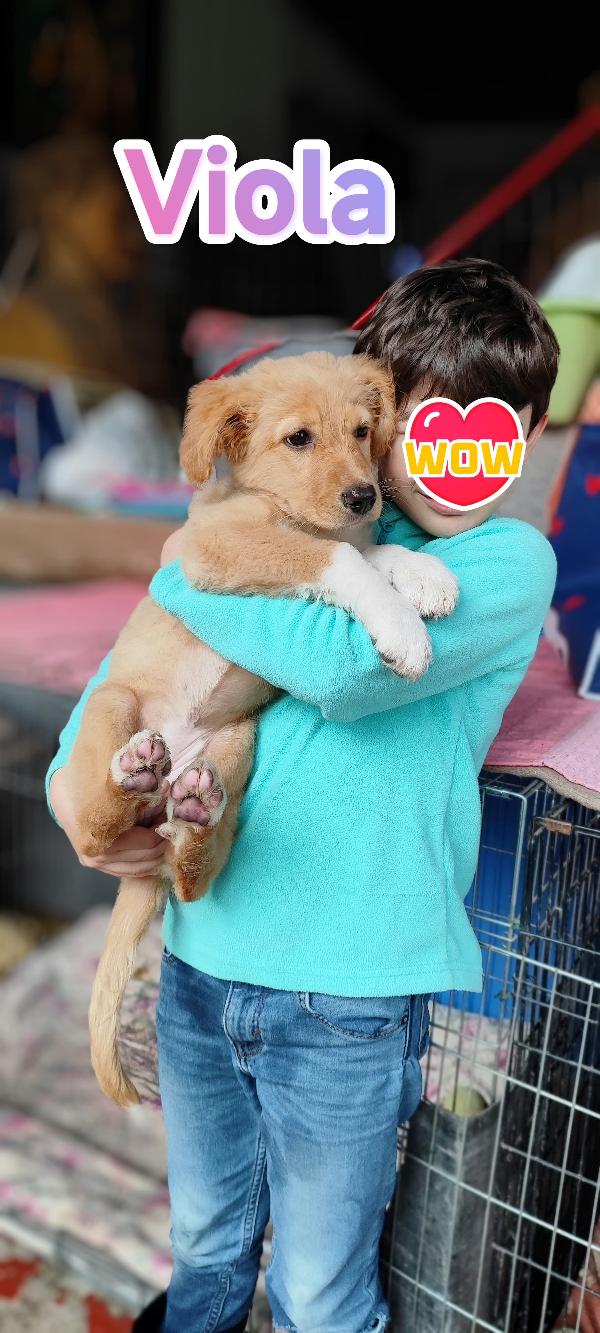 Viola aspetta te.... Foto 6