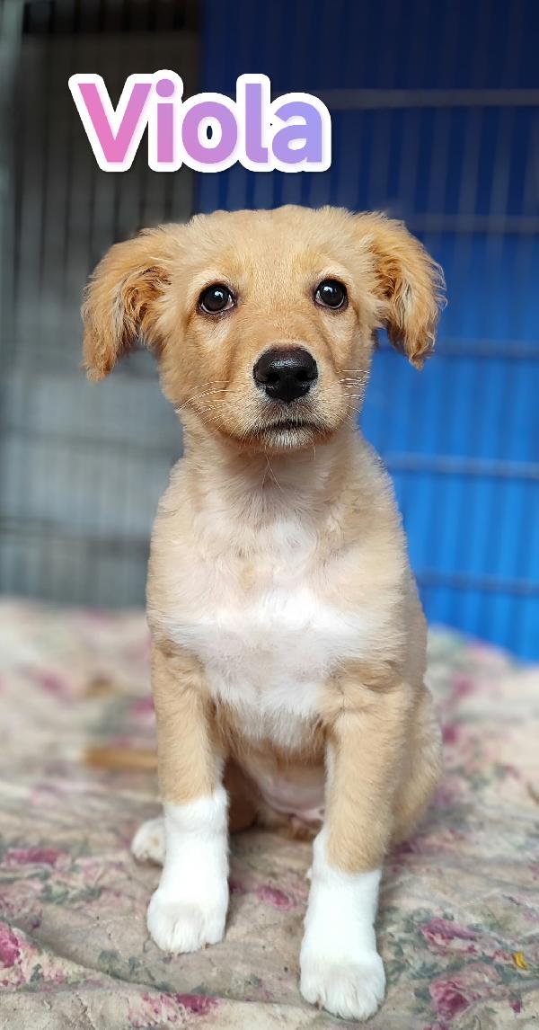 Viola aspetta te.... Foto 7