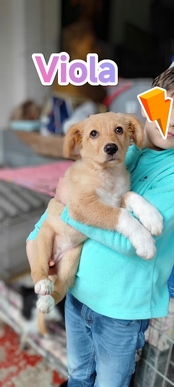 Viola aspetta te.... Foto 8